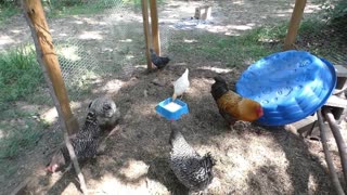 Chickens snack on Yoplait yogurt.