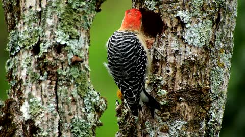 The most beautiful woodpecker in the world2021