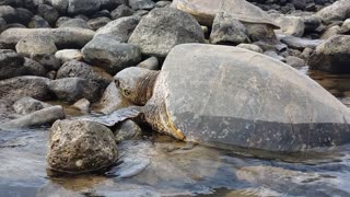 Five Sea Turtles on the Rocks and one Under Water