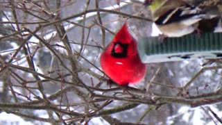 Cardinal