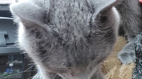 cute Russian Blue cat kneading / name: heli(female)