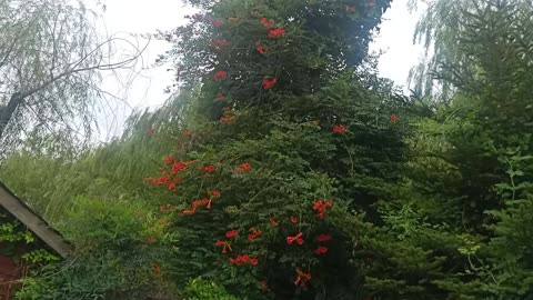 This tree is full of flowers
