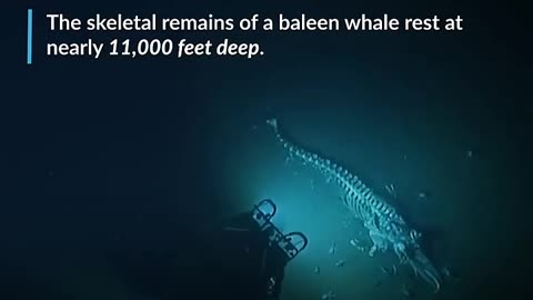 the dreaded bottom of the sea