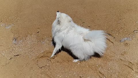 a beach puppy