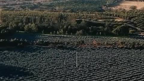 Aerial view of an agriculture field at the morning