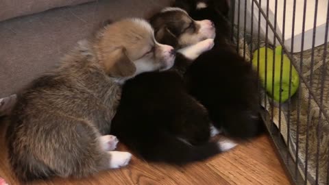 puppy corgi sleeping