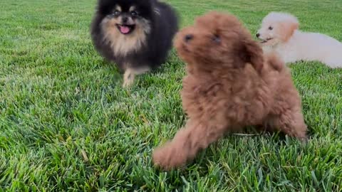 Cute puppies playing in garden.