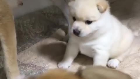 Cute puppies play together