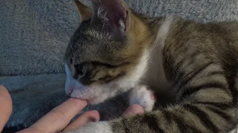 Adorable Baby Cat Licks My Fingers