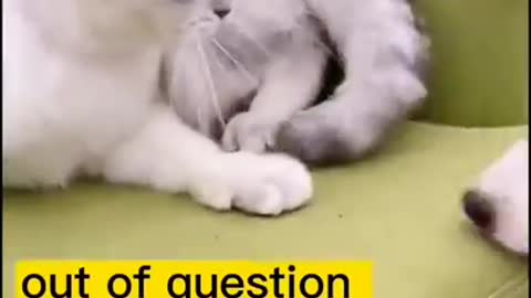 Cats are so funny PART 314 FUNNY CAT VIDEOS TIK TOK