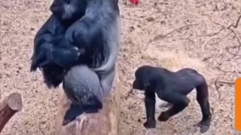 "Mischief in the Making: Gorilla Kid Teases the King!"