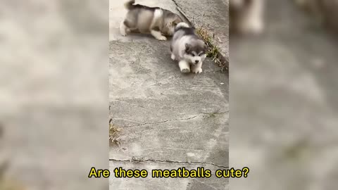 Are these meatballs cute?