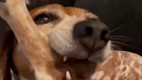 Funny Animal Videos Of The Day