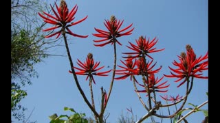 Mulungu ( Erythrina mulungu ) serve para distúrbio do sono e insônia