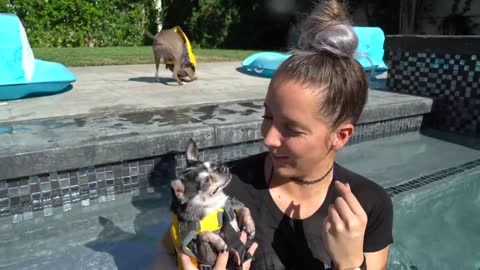 Teaching My Dogs How To Swim