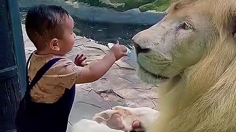 Lion vs kid 😍