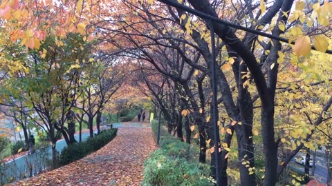 Colours of Autumn in Korea