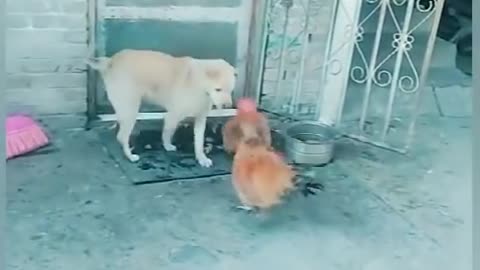 ⌂☺Chicken VS Dogs Brawl☺⌂