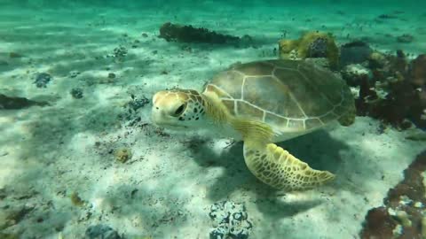 Shallow water Turtles & Starfish in the BAHAMAS