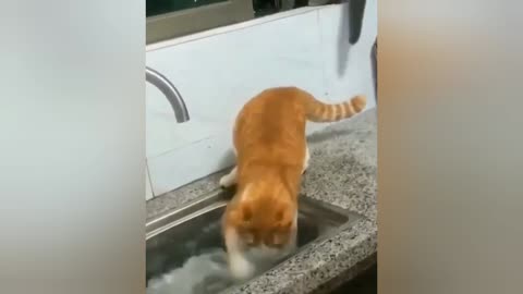 cat swimming in the sink 2022