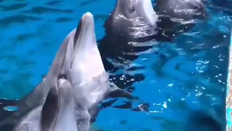Dolphin vocal sounding