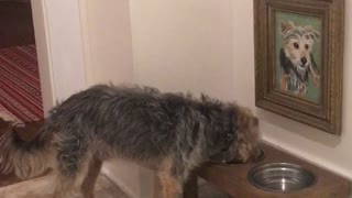 Small brown dog goes up to food bowl to eat in front of photo of itself