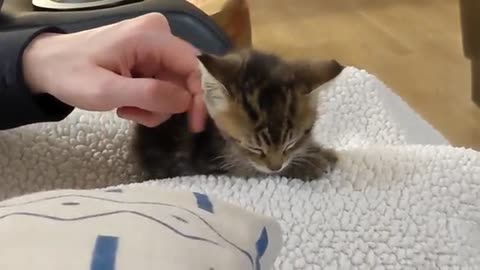 Cute small kittens videos funny