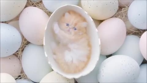 Kittens hatch in super cute eggs | Dog and Cat Clip