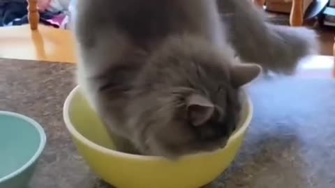 Cute Cat Funny Clip