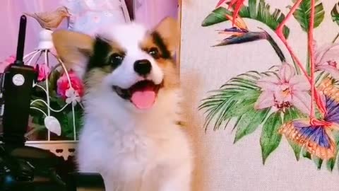 Cute corgi