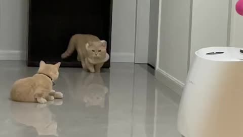 Two cute kittens fight and they're flying