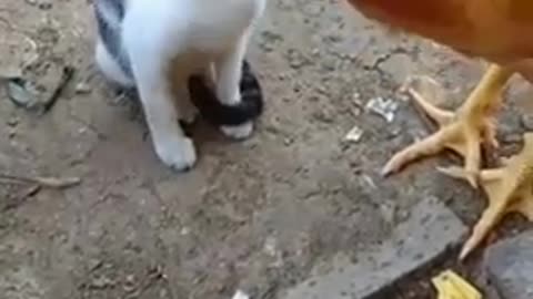 Funny hen 🐔 vs cat 😸