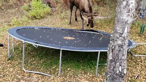 Moose Mangles In Backyard Trampoline