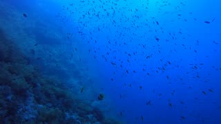 Red Sea SCUBA Diving - Thousands of fish