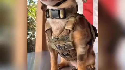 dog-training-funny-video,dog wear vest and eye protection goggles,dog look soldier