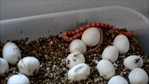 wow!! See How Corn Snake are born