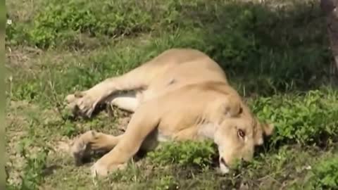 Crazy Man Entered The is Lions Cage in Taipei Zoo Horrible News Video of man vs Lion