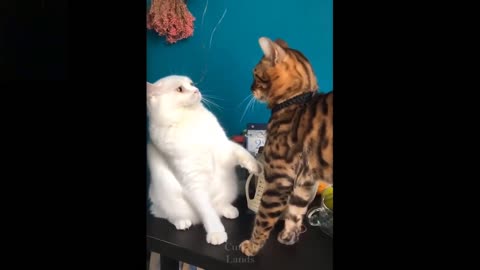 Cute and Funny - Cats