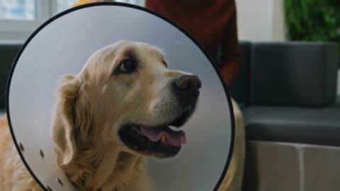 Handheld closeup of playful golden retriever dog wearing elizabethan collar sitting at waiting