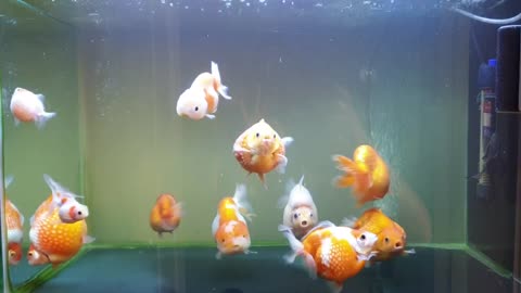 pearl goldfish