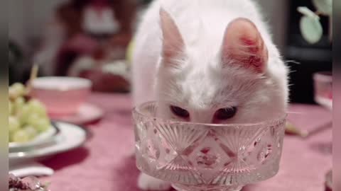 cute cat drinks water