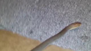 One Of the Worlds most dangerous snakesTaipan