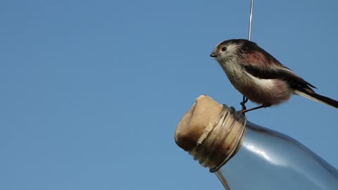 Long-tailed Tit