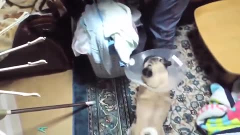 Most funny dogs Video, dogs and Cat, Funny Animal, par