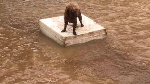 Dog stuck in flood water