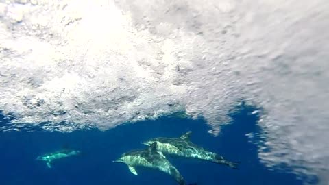 Dolphins Swimming in front of Boat