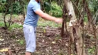 Tree Tumbles on Man as He Tries to Cut It Down