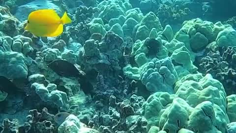 underwater#freedive