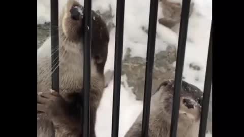 Otters in the zoo