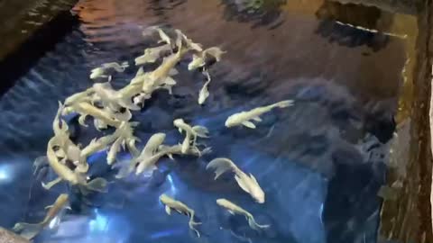 Silver carp swimming in Korean gardens